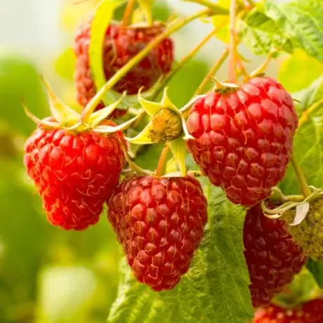Arbust Fructifer - Zmeur Red Giant la Ghiveci