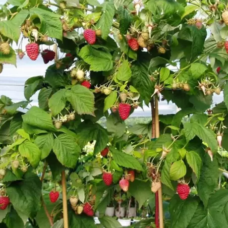 Arbust fructifer - Zmeur Pomisor Anul 3 - Rosu cu Radacina Impachetata
