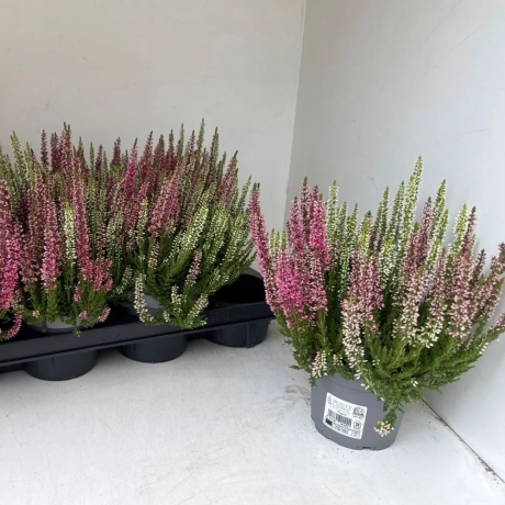Calluna - Vulgaris 2 Nuante - Mix 3