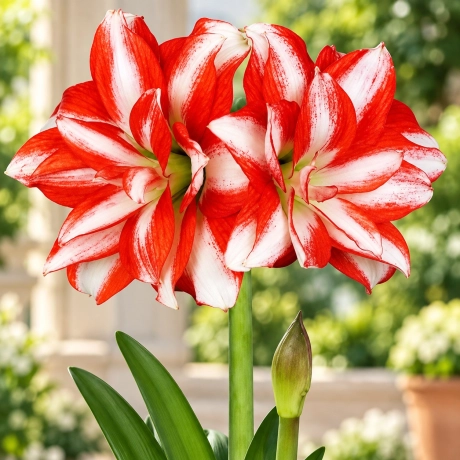 Bulbi de Amaryllis - Hippeastrum Exotic Peacock
