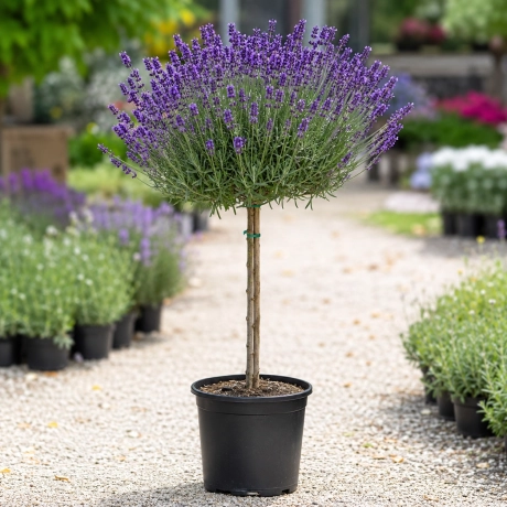 Lavanda Pomisor Mov la Ghiveci