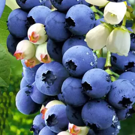 Arbust Fructifer - Afin Blue Gold - Tufa