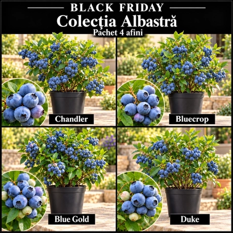 Nume produs Pachet Black Friday – Colecția Albastră 4 Afini