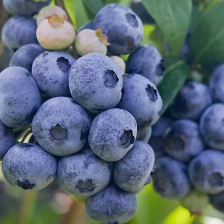 Arbust Fructifer - Afin Blue Gold Tufa - Cu Radacina Impachetata