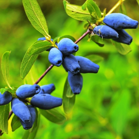 Arbust Fructifer - Afin Siberian Tufa - Cu Radacina Impachetata