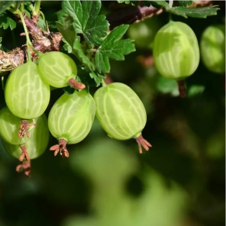 Arbust fructifer - Agris Verde tip Pom pe Picior Anul 3 cu Radacina Impachetata