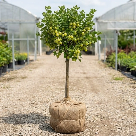 Arbust fructifer - Agris Verde tip Pom pe Picior Anul 3 cu Radacina Impachetata