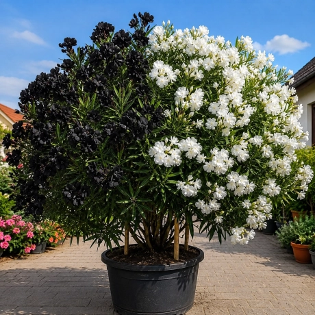 Leandru Tufa Bicolor - Negru cu Alb