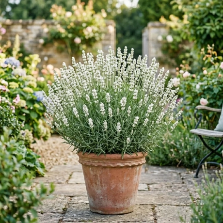 Lavanda Tufa Alba - La Ghiveci