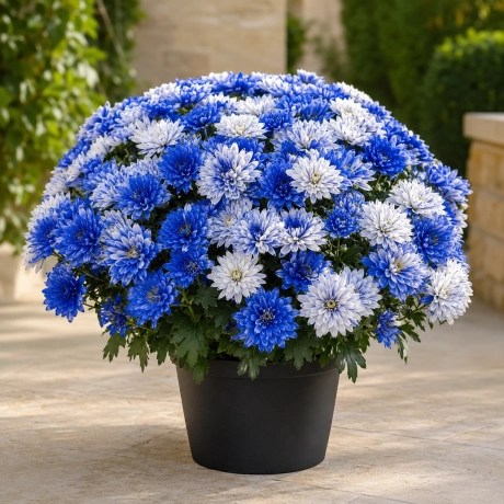 Crizantema Bicolora Blue Snow