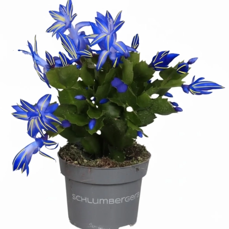 Craciunel Blue Gold  - Schlumbergera Truncata la Ghiveci