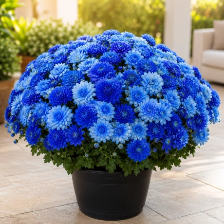 Crizantema Bicolora Blue Sapphire