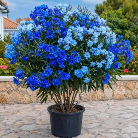 Leandru Tufa Bicolor - Albastru Intens cu Albastru Deschis Shatirat
