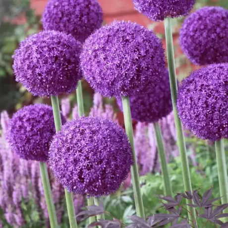 Bulbi de Allium Ambassador