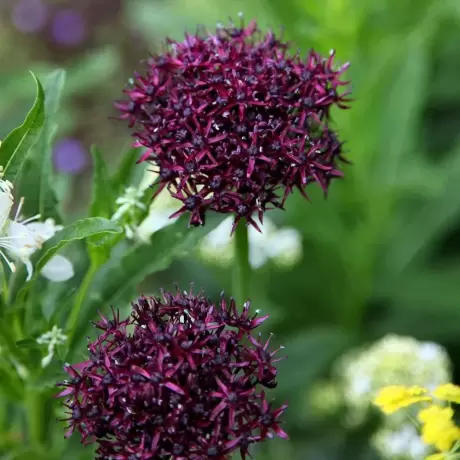 Bulbi de Allium Atropurpureumlium