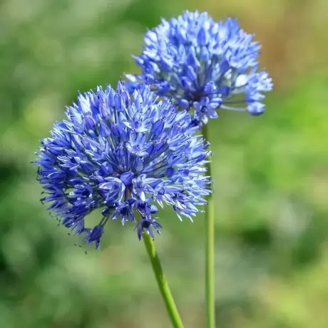 Bulbi de Allium Azureum