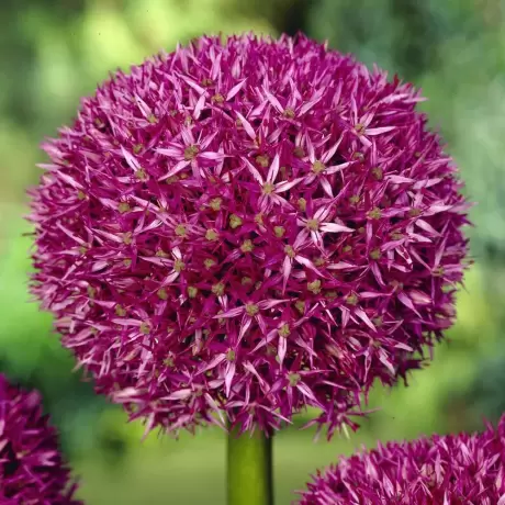Bulbi de Allium Beau Regard