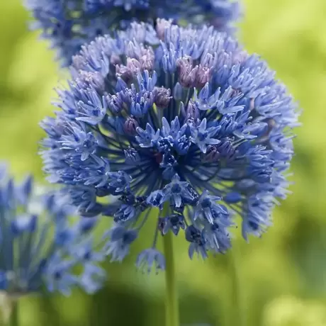 Bulbi de Allium Caeruleum