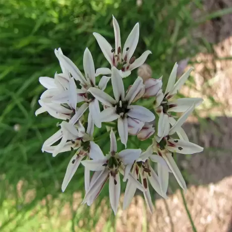 Bulbi de Allium Cameleon