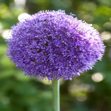 Bulbi de Allium Gladiator