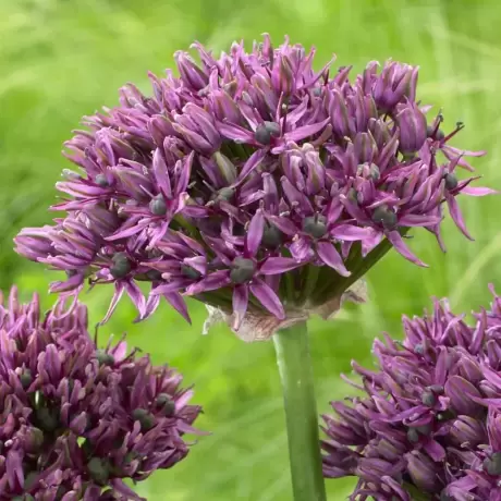 Bulbi de Allium Mercurius