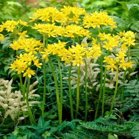Bulbi de Allium Moly