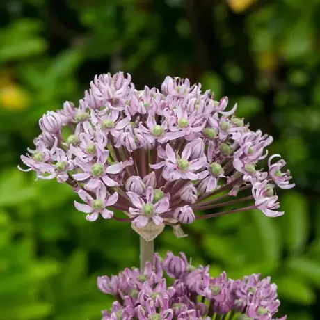 Bulbi de Allium Pink Jewel