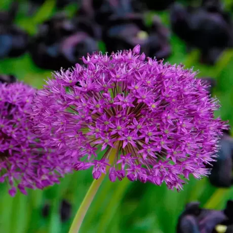 Bulbi de Allium Purple Sensation