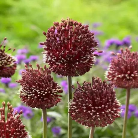 Bulbi de Allium Red Mohican
