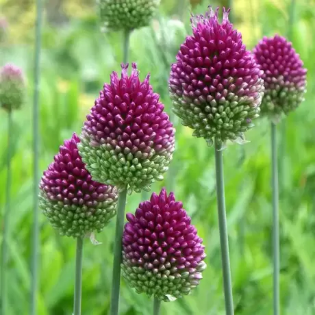 Bulbi de Allium Sphaerocephalon