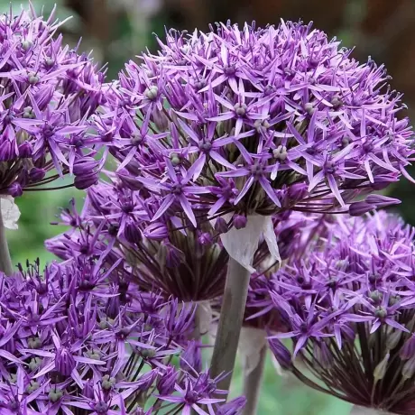 Bulbi de Allium Stipitatum