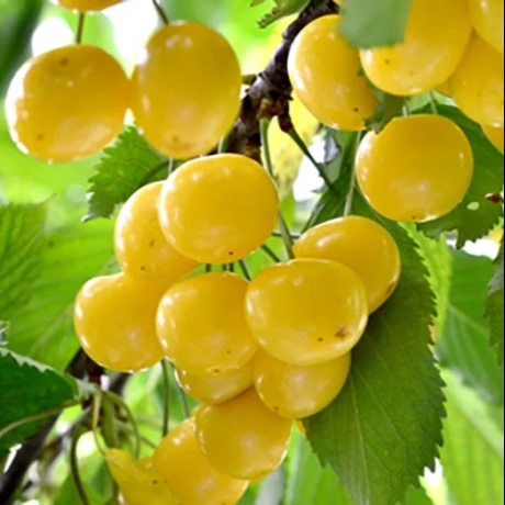 Cires Amar Imperial Alb