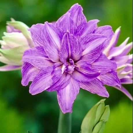 Amarylis Purple Nebula