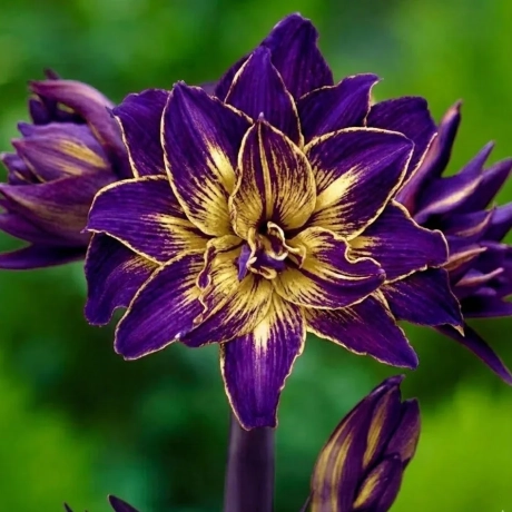 Amarylis Imperial Crown