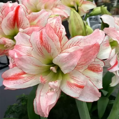 Bulbi de Amaryllis - Hippeastrum Aphrodite