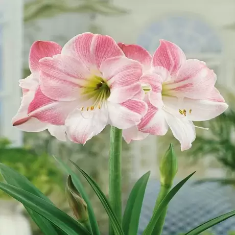Bulbi de Amaryllis - Hippeastrum Apple Blossom