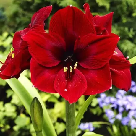Bulbi de Amaryllis - Hippeastrum Arabian Night