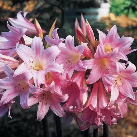 Bulbi de Amaryllis - Hippeastrum Belladona