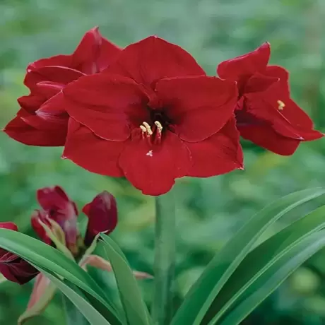 Bulbi de Amaryllis - Hippeastrum Benfica
