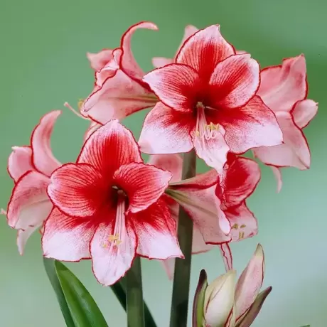 Bulbi de Amaryllis - Hippeastrum Charisma