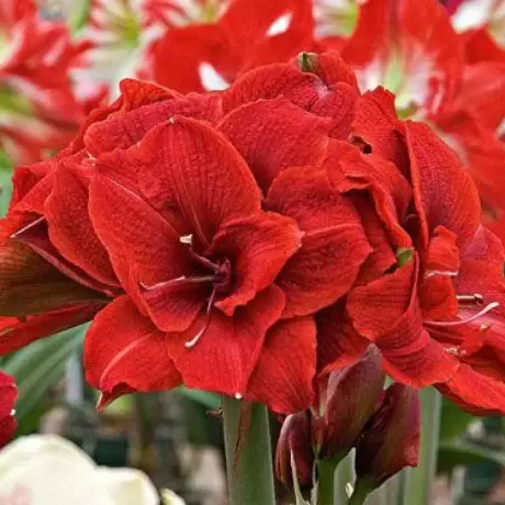 Bulbi de Amaryllis - Hippeastrum Cherry Nymph