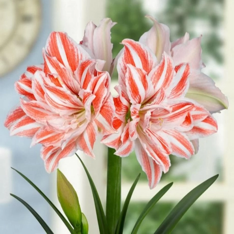 Bulbi de Amaryllis - Hippeastrum Dancing Queen