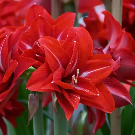 Bulbi de Amaryllis - Hippeastrum Double Delicious