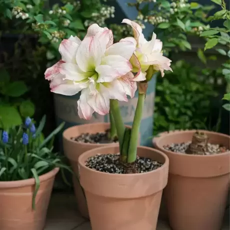 Bulbi de Amaryllis - Hippeastrum Double Record