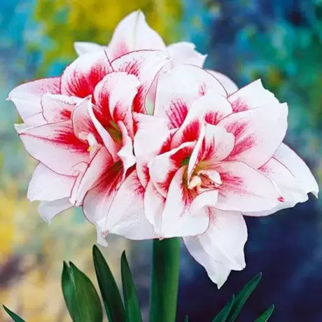 Bulbi de Amaryllis - Hippeastrum Elvas