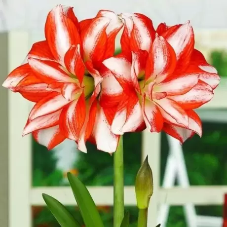 Bulbi de Amaryllis - Hippeastrum Exotic Peacock
