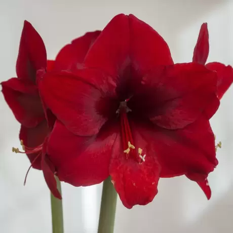 Bulbi de Amaryllis - Hippeastrum Grand Diva