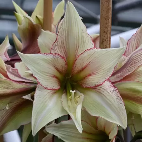 Bulbi de Amaryllis - Hippeastrum Green Magic