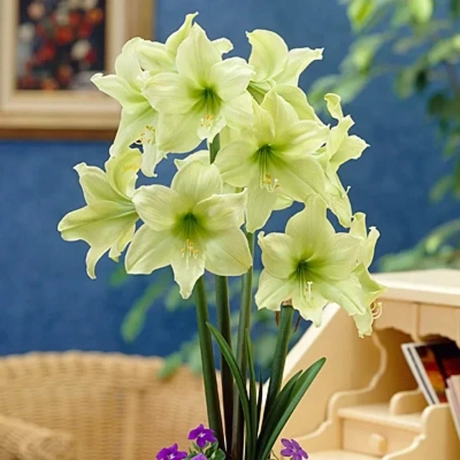 Bulbi de Amaryllis - Hippeastrum Lemon Lime