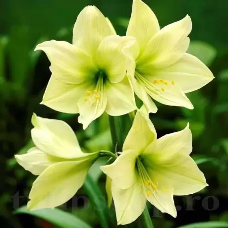 Bulbi de Amaryllis - Hippeastrum Limona